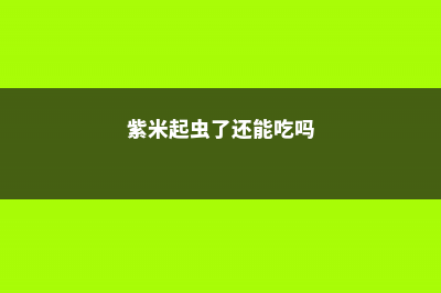 紫米粒长了介壳虫怎么办 (紫米起虫了还能吃吗)