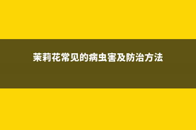 茉莉花常见的病虫害及其防治方法 (茉莉花常见的病虫害及防治方法)