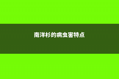 南洋杉的病虫害及防治方法 (南洋杉的病虫害特点)