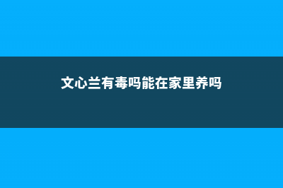 文心兰常见虫害及防治方法 (文心兰有毒吗能在家里养吗)