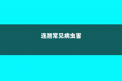 连翘的病虫害及防治方法 (连翘常见病虫害)