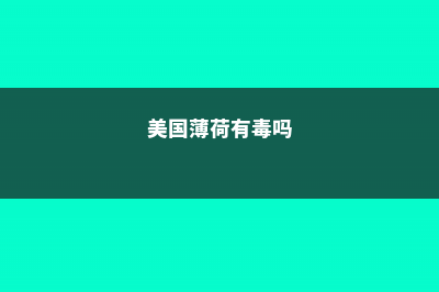 美国薄荷的病虫害及防治方法 (美国薄荷有毒吗)