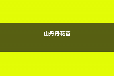 山丹丹花病虫害及防治方法 (山丹丹花苗)