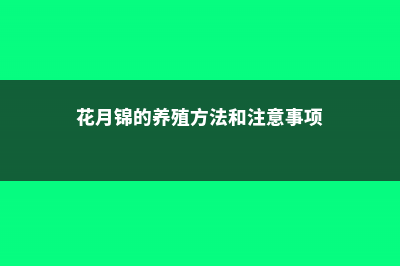 花月锦常见虫害及防治方法 (花月锦的养殖方法和注意事项)