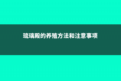 琉璃殿常见虫害及防治方法 (琉璃殿的养殖方法和注意事项)