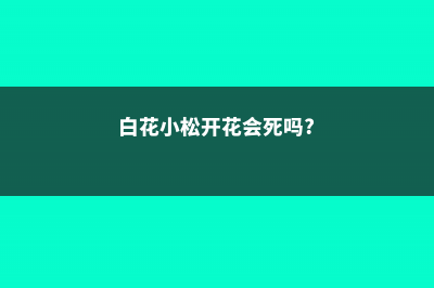 白花小松生虫子怎么办 – (白花小松开花会死吗?)