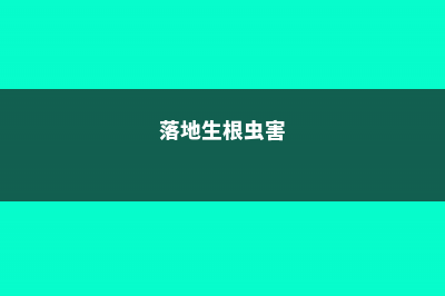 落地生根常见虫害及防治方法 (落地生根虫害)