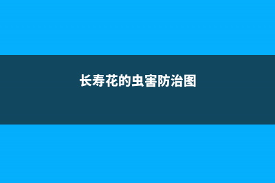 长寿花常见虫害防治方法 (长寿花的虫害防治图)