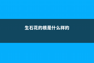 生石花根粉蚧的防治方法 (生石花的根是什么样的)