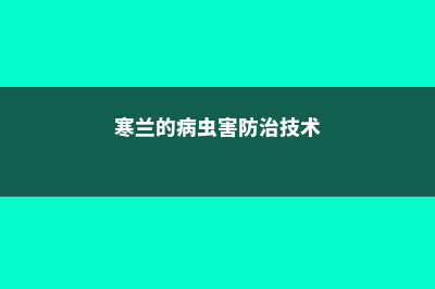 寒兰的病虫害防治方法 (寒兰的病虫害防治技术)