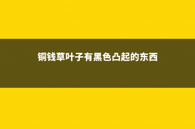 铜钱草叶子有黑点，铜钱草一般会得什么病 (铜钱草叶子有黑色凸起的东西)