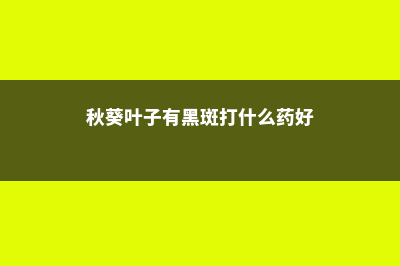 秋葵叶子有黑斑怎么办，秋葵叶子有黑斑咋回事 (秋葵叶子有黑斑打什么药好)