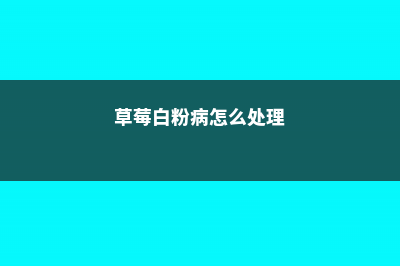 草莓白粉病怎么治疗 (草莓白粉病怎么处理)