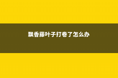 飘香藤叶子打卷这么办 (飘香藤叶子打卷了怎么办)