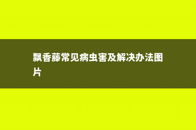 飘香藤常见病 (飘香藤常见病虫害及解决办法图片)