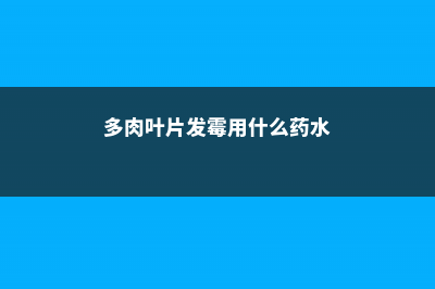 多肉叶片发霉用什么药 (多肉叶片发霉用什么药水)