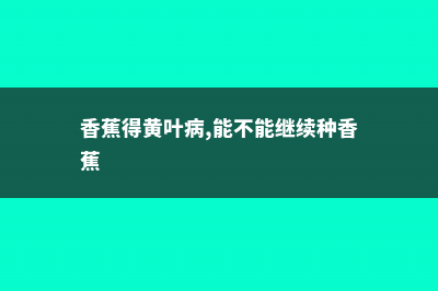 香蕉黄叶病的解决办法 (香蕉得黄叶病,能不能继续种香蕉)