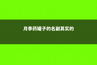 月季=药罐子？学会这5个技巧，保你月月开花不招虫！ (月季药罐子的名副其实的)