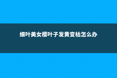 细叶美女樱的病虫害防治 (细叶美女樱叶子发黄变枯怎么办)