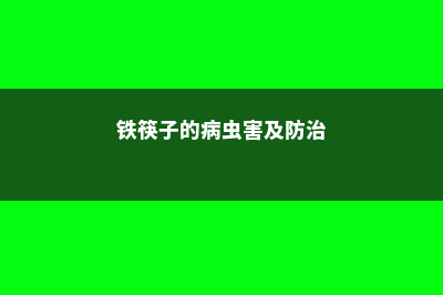 铁筷子的病虫害防治 (铁筷子的病虫害及防治)