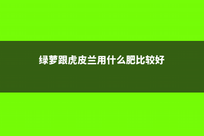 绿萝虎皮兰……长出这种斑，提高警惕，否则过几天就死光！ (绿萝跟虎皮兰用什么肥比较好)