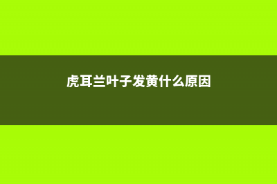 虎耳兰的病虫害防治 (虎耳兰叶子发黄什么原因)