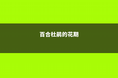 百合花杜鹃的病虫害防治 (百合杜鹃的花期)