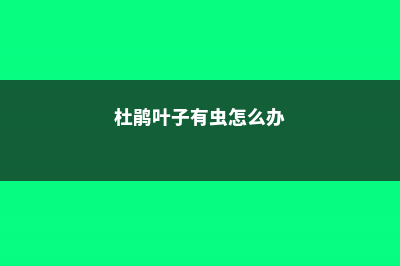 卵叶杜鹃的病虫防治 (杜鹃叶子有虫怎么办)