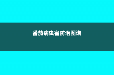 番茄的病虫害防治 (番茄病虫害防治图谱)