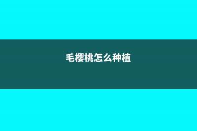 毛樱桃的病害防治 (毛樱桃怎么种植)