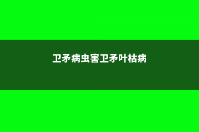 卫矛常见病虫害防治方法 (卫矛病虫害卫矛叶枯病)