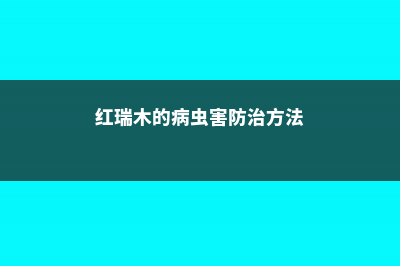 红瑞木的病虫害及其防治 (红瑞木的病虫害防治方法)