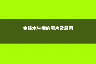 金钱木有哪些病虫害 (金钱木生病的图片及原因)