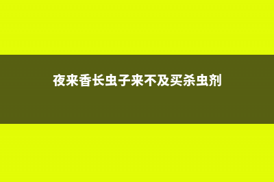 夜来香的病虫害及其防治 (夜来香长虫子来不及买杀虫剂)