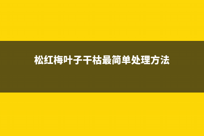 松红梅叶子干枯怎么办 (松红梅叶子干枯最简单处理方法)