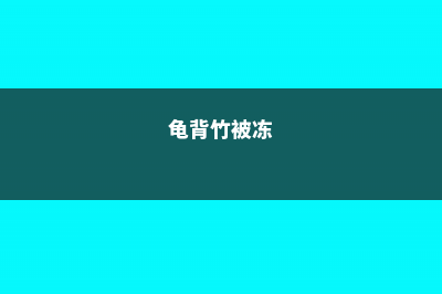 龟背竹发生冻害要怎么办 (龟背竹被冻)