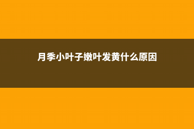 月季小叶病的防治方法 (月季小叶子嫩叶发黄什么原因)