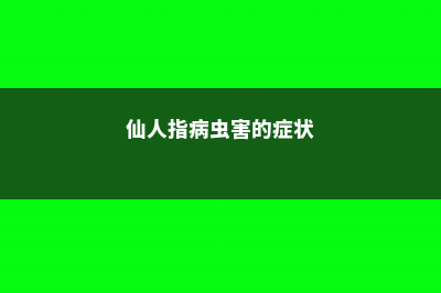 仙人指的病虫害及其防治 (仙人指病虫害的症状)