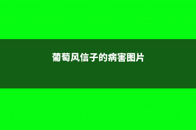 葡萄风信子的病虫害及其防治 (葡萄风信子的病害图片)