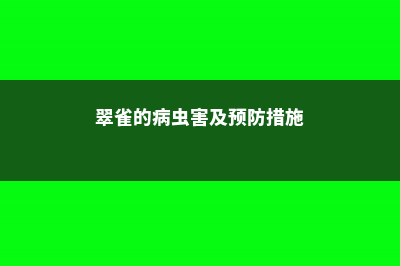 翠雀的病虫害及其防治 (翠雀的病虫害及预防措施)