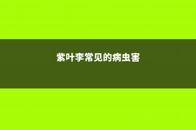 紫叶李常见的病害及其防治 (紫叶李常见的病虫害)