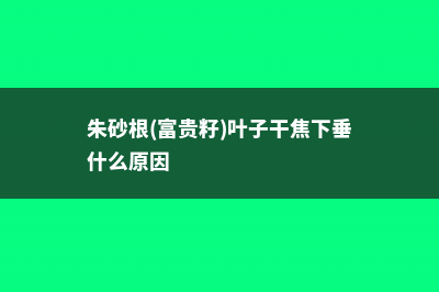 朱砂根（富贵籽）的病虫害及其防治 (朱砂根(富贵籽)叶子干焦下垂什么原因)