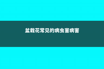 盆栽花卉病虫害有哪些 (盆栽花常见的病虫害病害)