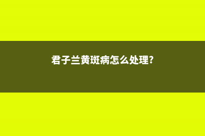 君子兰黄斑病怎么处理 (君子兰黄斑病怎么处理?)