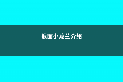 猴面小龙兰常见病害及防治方法 – (猴面小龙兰介绍)