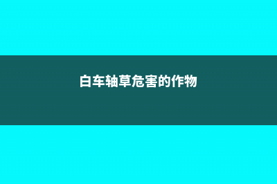 白车轴草常见病害及防治方法 (白车轴草危害的作物)