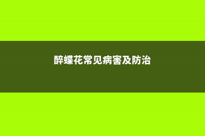 醉蝶花常见病害及防治方法 (醉蝶花常见病害及防治)