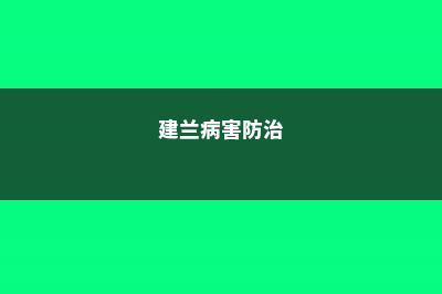 建兰常见病害及防治方法 (建兰病害防治)