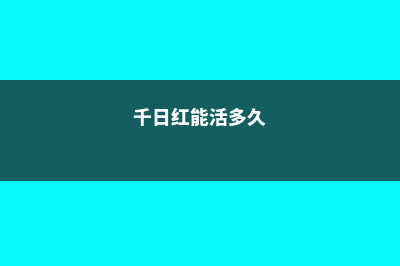 千日红病虫害及防治方法 (千日红能活多久)