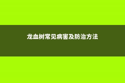 龙血树常见病害及防治方法 (龙血树常见病害及防治方法)